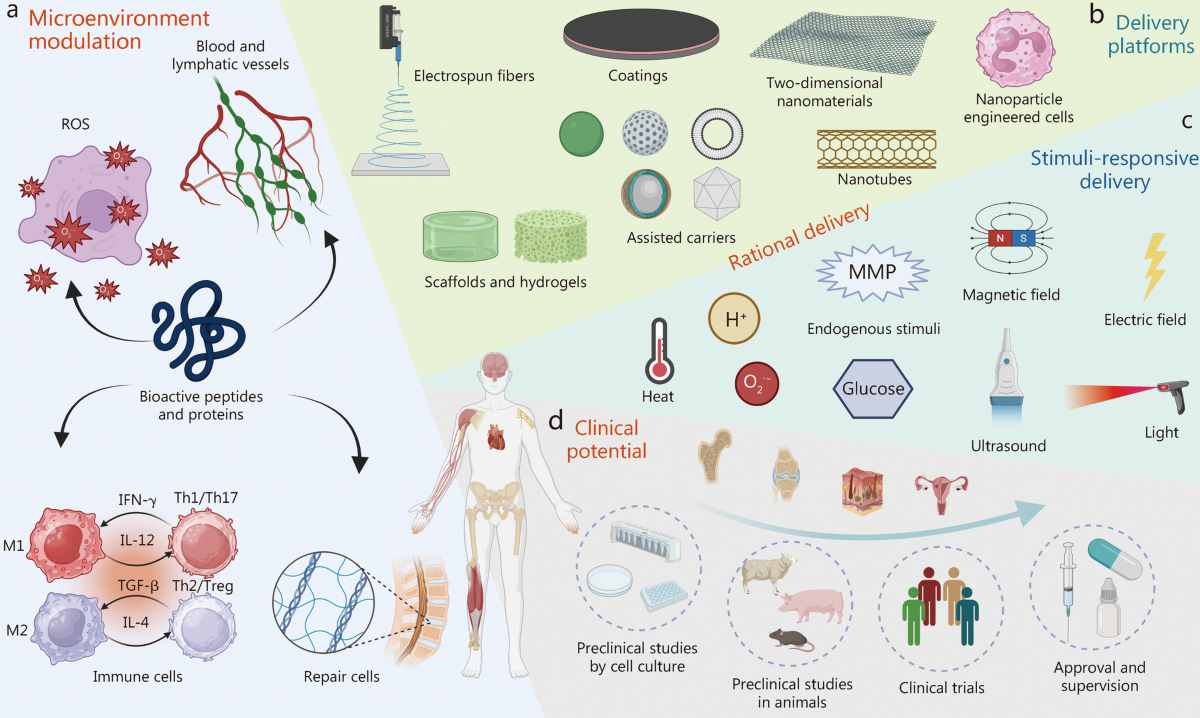 Peptides and Bioregulators: Exploring Potential Benefits for Organ Regeneration and Hormone Balancing