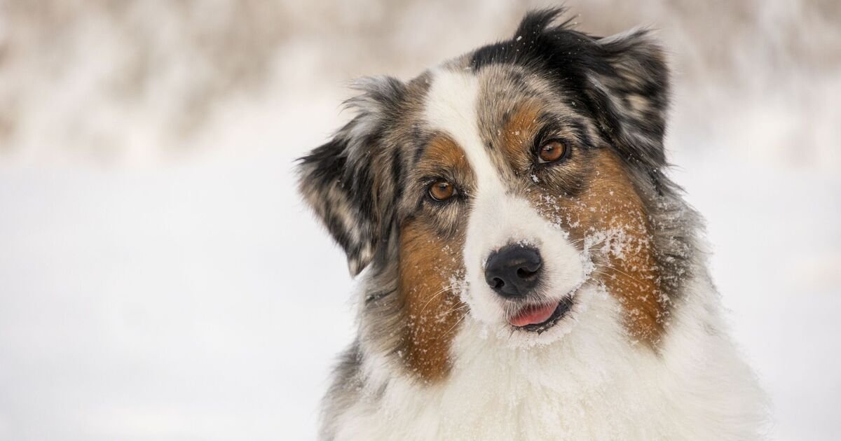 Recognizing Early Signs of Dog Arthritis That Cold Weather Can Conceal