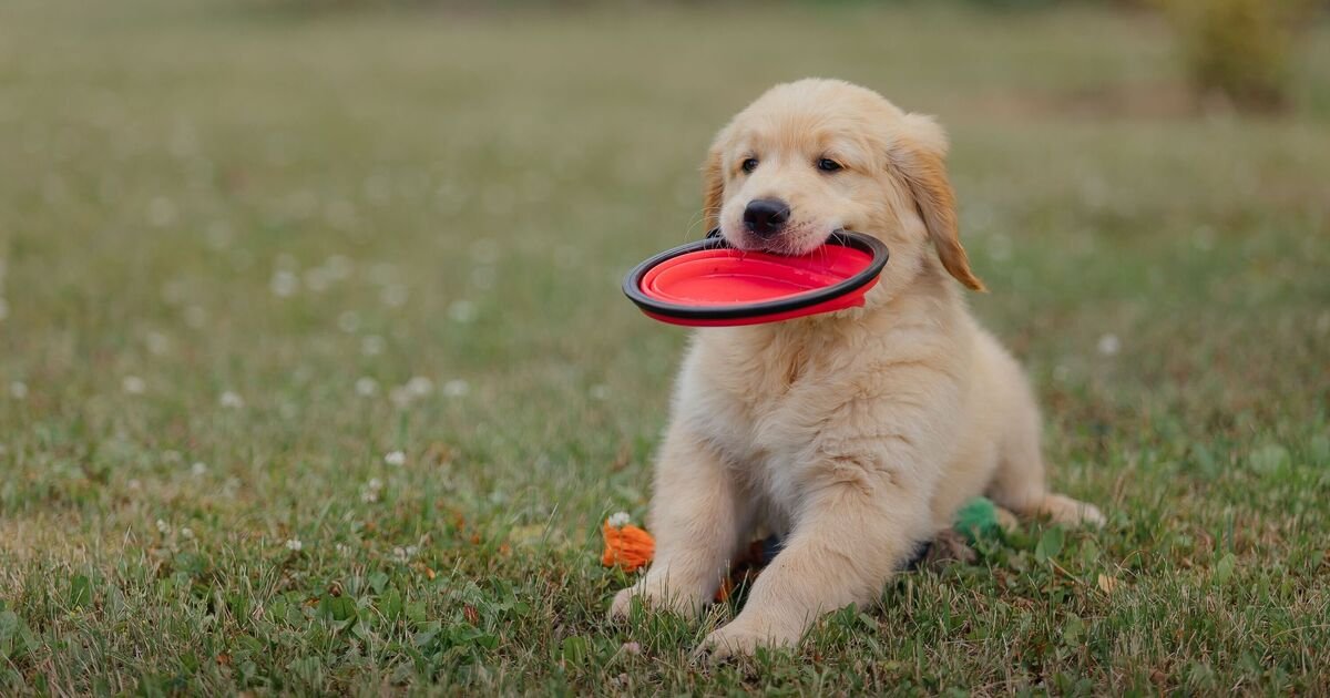 Abandoned Puppy Finds New Home Amid Concerns Over Breeding Practices