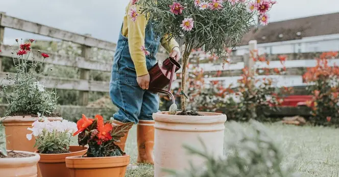 Expert Offers Three Key Steps for Thriving Container-Grown Shrubs