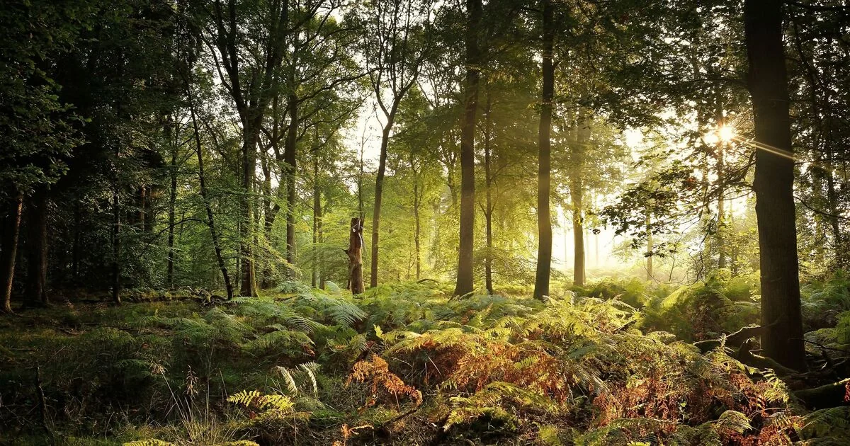 Ancient Woodlands Recognized as One of the UK's Most Beautiful Locations