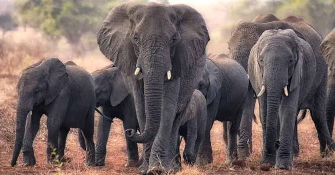 Labour Faces Criticism for Failing to Halt Sick Trophy Imports