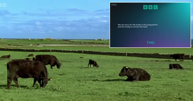 BBC Issues Apology After Snooker Championship Coverage Cuts to Wildlife Show