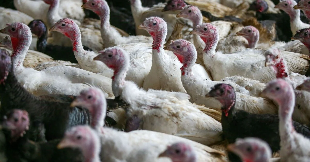 UK Turkeys Participate in Vaccine Trial to Combat Avian Flu