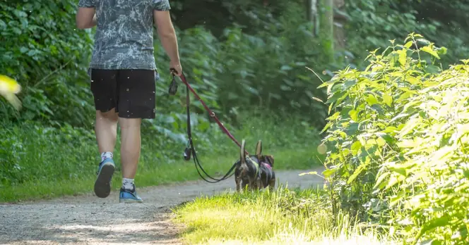 New Dog Leash Regulations Now Require Compliance on Paths and Roads