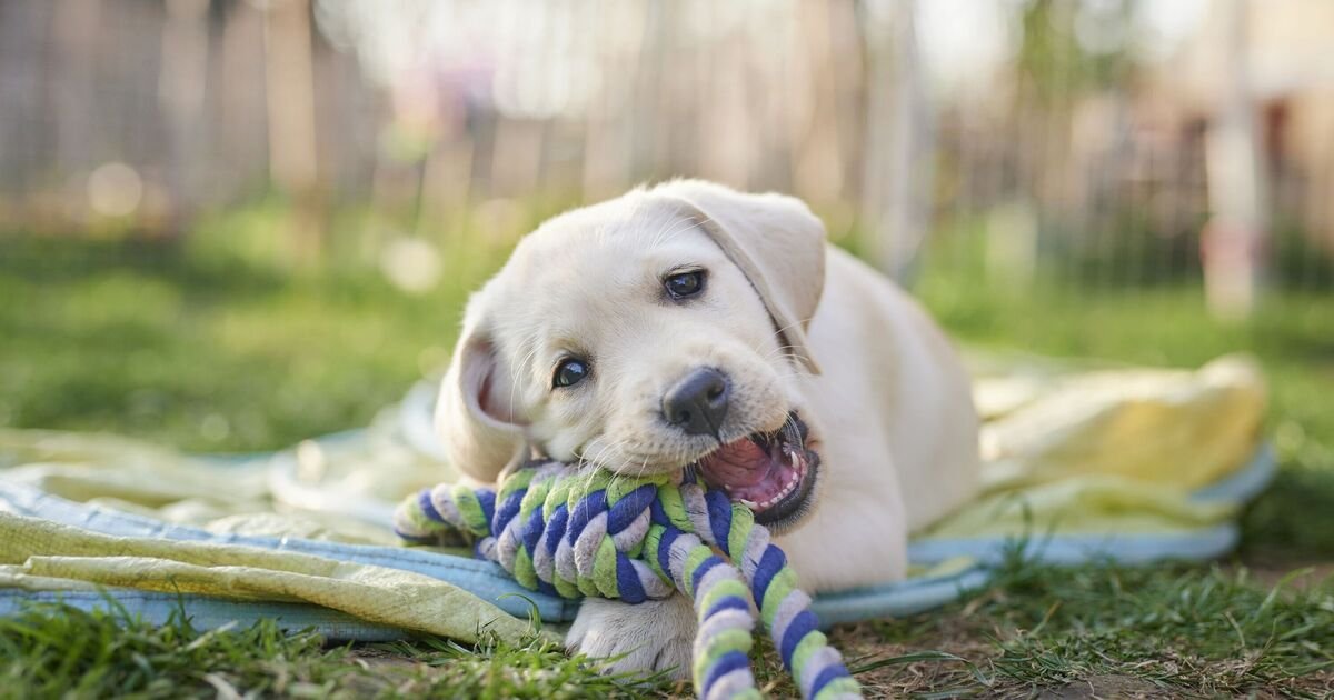 Dog Owners Warned of Lethal Disease with 90% Fatality Rate Ahead of Peak Season