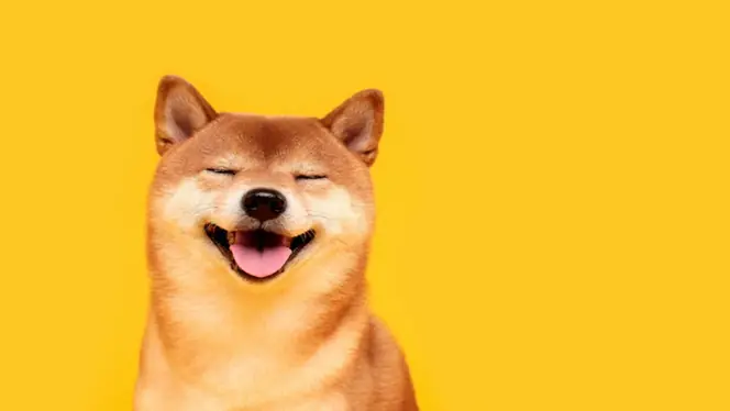 Dogecoin Climbs 10% as Open Interest Hits Annual High, Decoupling from Bitcoin