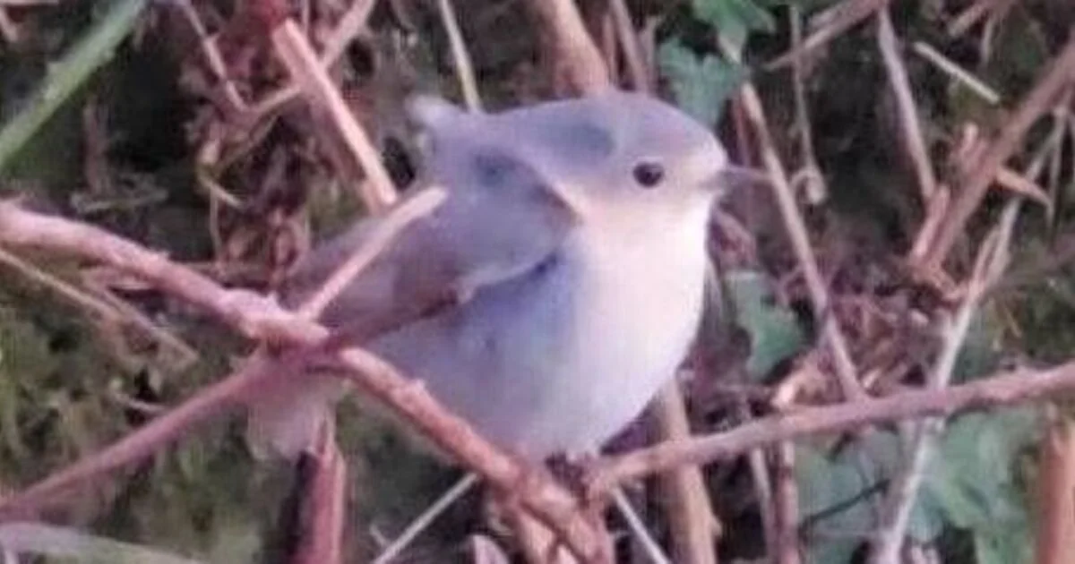 Rare White Robin Discovered in Devon Town, Attracting Birdwatchers
