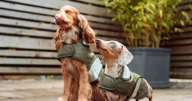 Five Warning Signs Your Dog Is Struggling When Home Alone