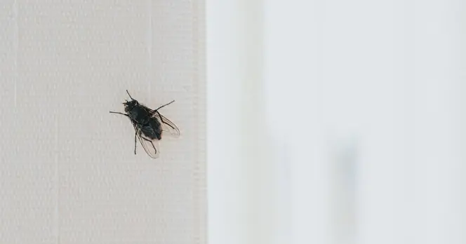 Experts Recommend 99p Cucumbers to Deter Flies from Homes in the UK