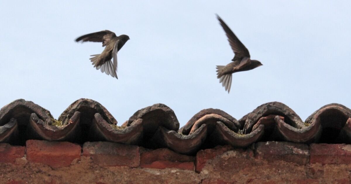 Labour's New Housing Proposal Sparks Criticism Over Bird-Friendly Brick Requirement