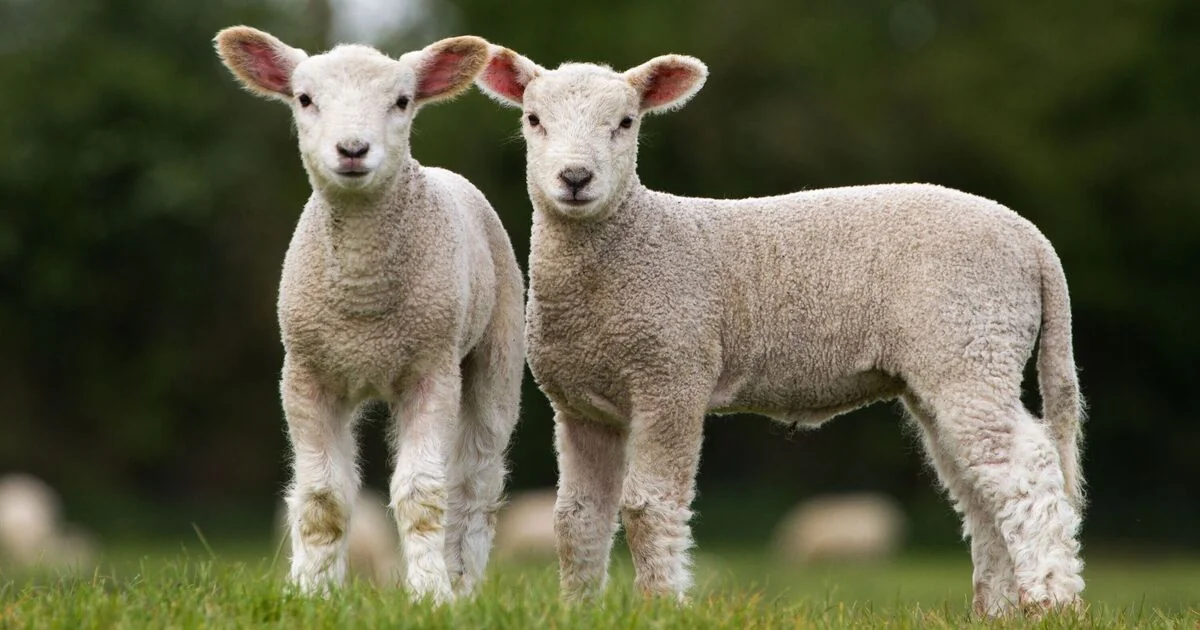 Thirteen Lambs Found Dead on Northumberland Farm in Disturbing Incident