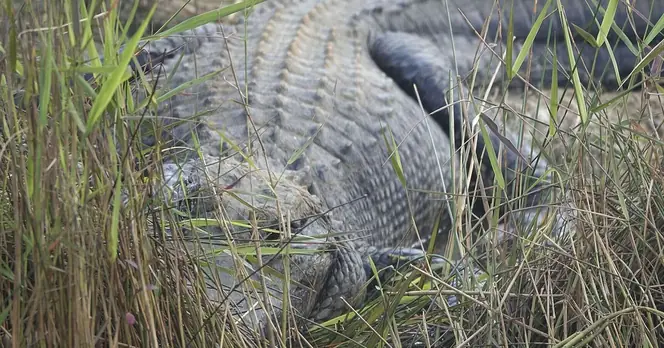Woman Killed in Alligator Attack at Florida Lake, Boyfriend Witnesses Tragedy