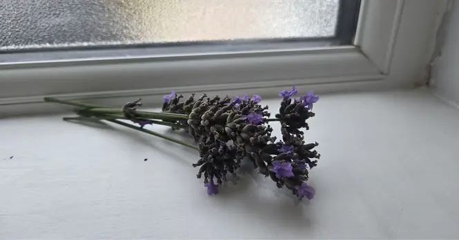 Households Advised to Use Lavender on Windowsills to Deter Spiders