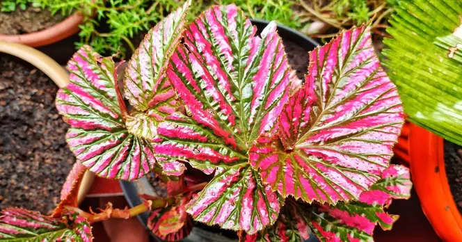 Gold Medal Awarded for Stunning Begonia Display at RHS Chelsea Flower Show