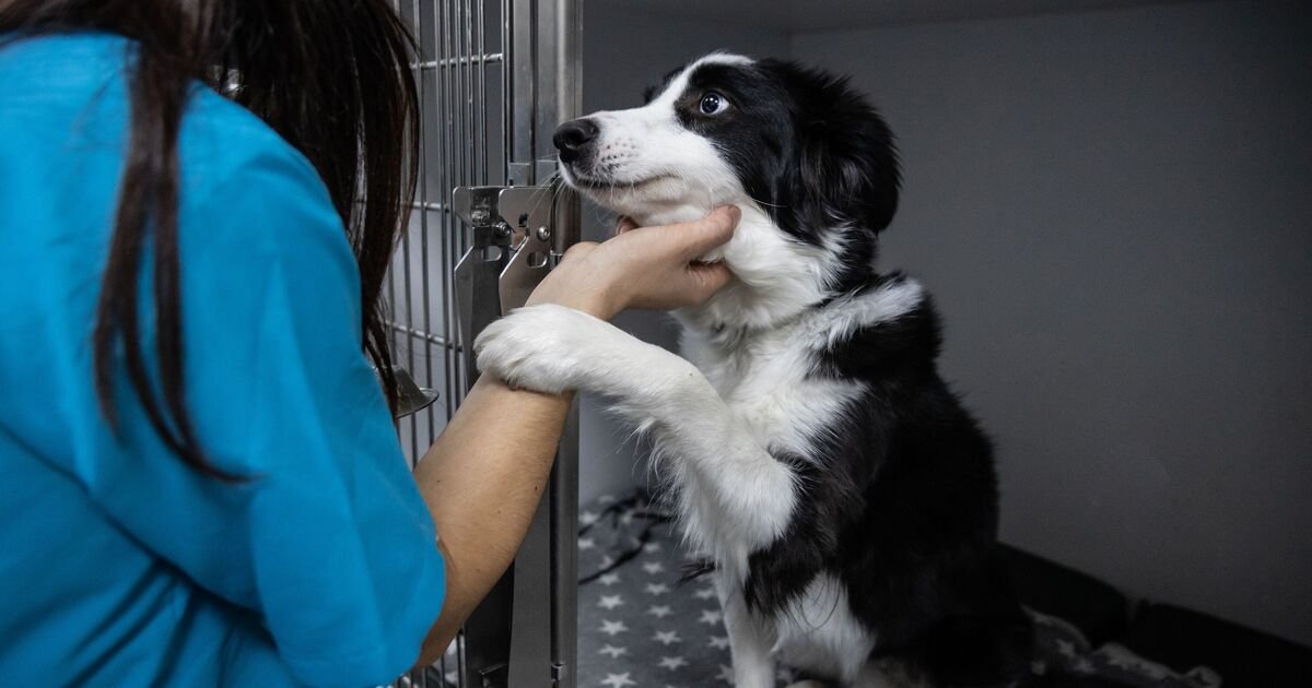 Animal Shelter Worker Highlights Importance of Microchipping Pets and Registration Accuracy