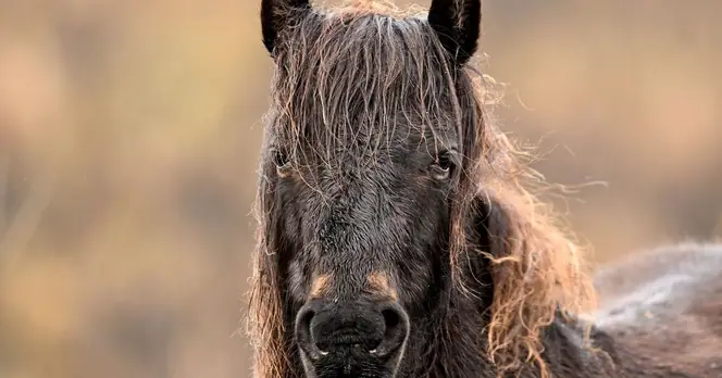 Starmer Urged to Protect Dartmoor Ponies Amid Cull Fears