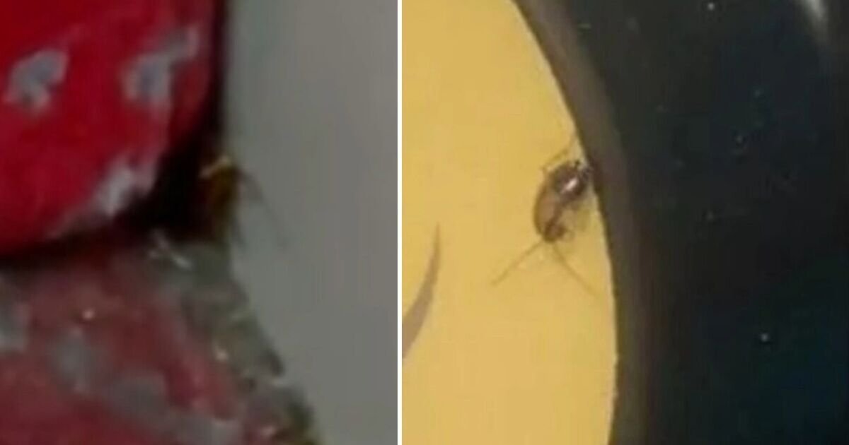 Labour Faces Pressure Over Cockroach Infestations on TfL Buses