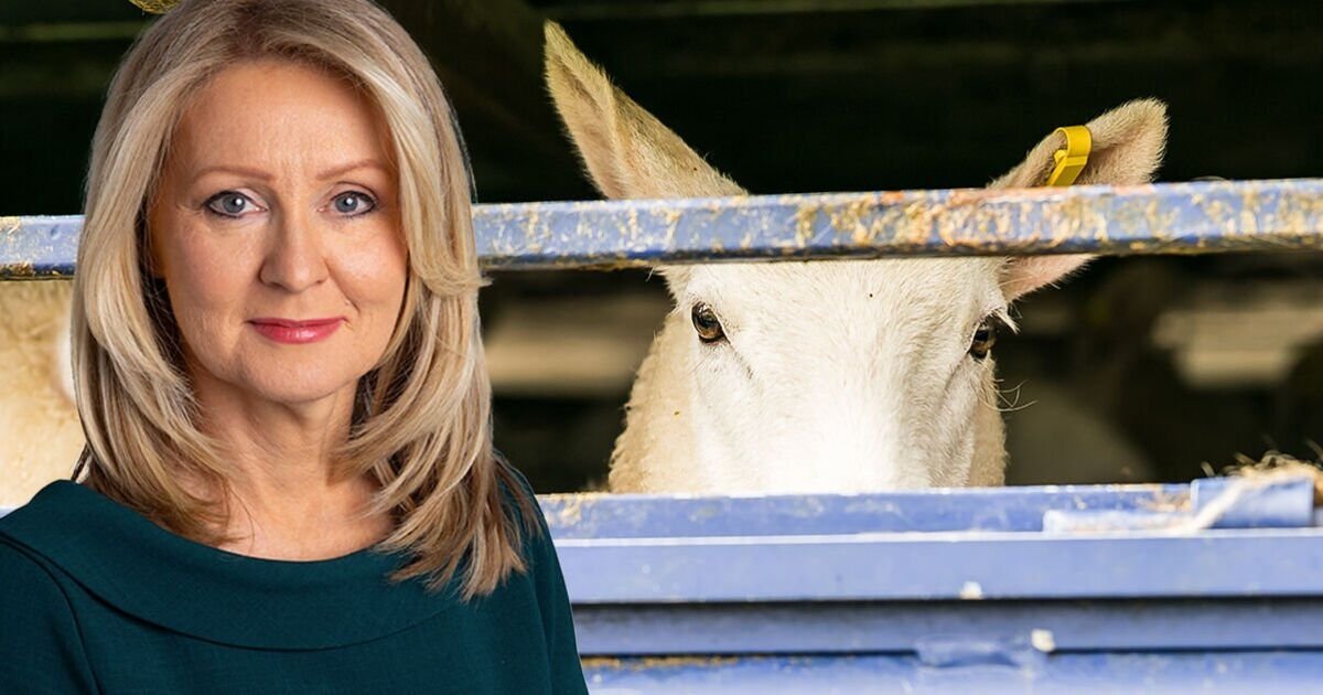 Labour Faces Criticism Over Halal Meat Labeling and Animal Welfare Standards