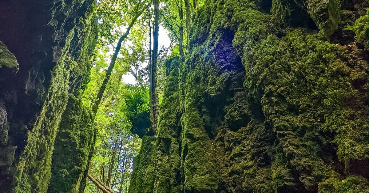 Puzzlewood Celebrated for Enchanting Atmosphere Even in Rainy Weather
