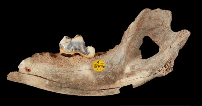 Ancient Humans Kept Dog Breeds Resembling Modern Varieties, Research Shows