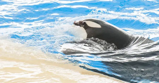 Orcas at Marineland Face Future Changes After Year-Long Closure Amid Welfare Concerns