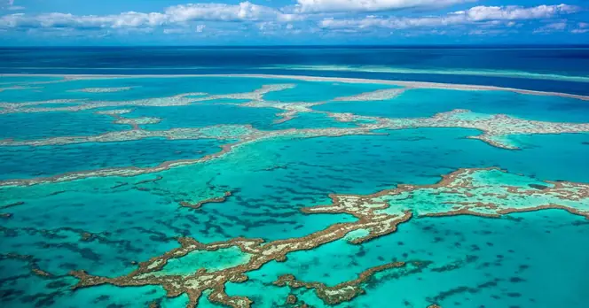Man Dies from Shark Attack on Great Barrier Reef, Days After Another Fatality