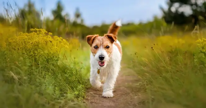 Met Office Warns Dog Owners of Health Risks Due to Extreme Heat
