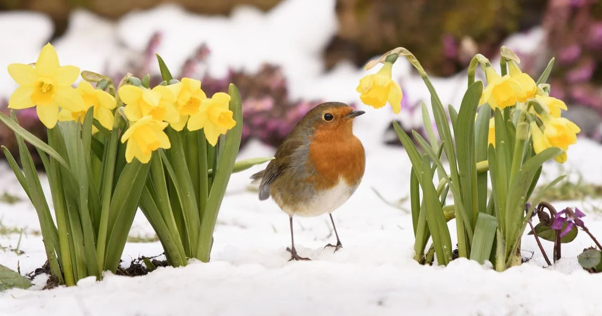 Met Office warns of snowfall across northern England and Scotland on Wednesday