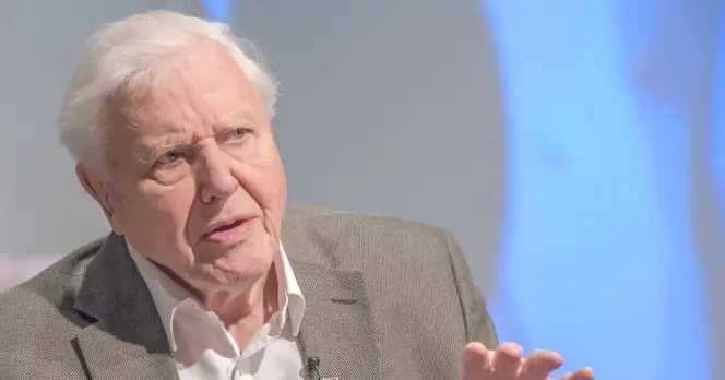 Netflix Documentary to Highlight David Attenborough's Connection with Gorilla Pablo