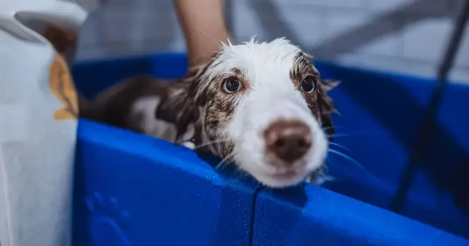 Veterinary Insights on How Often You Should Wash Your Dog