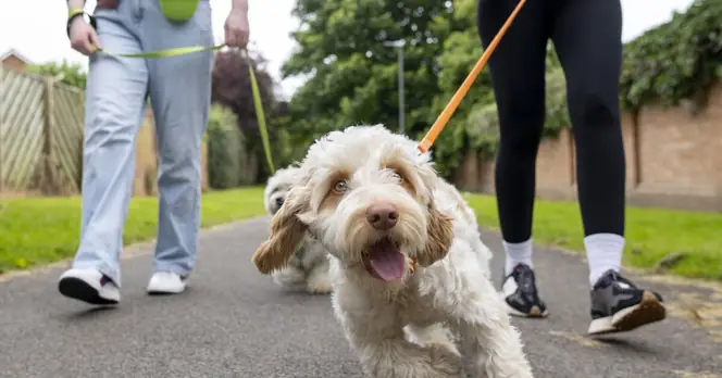 Pet Owners Should Take Precautions to Reduce Indoor Pollen Exposure After Dog Walks