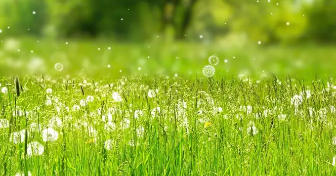 Pharmacist Shares Effective Non-Tablet Method to Alleviate Hay Fever Symptoms This May