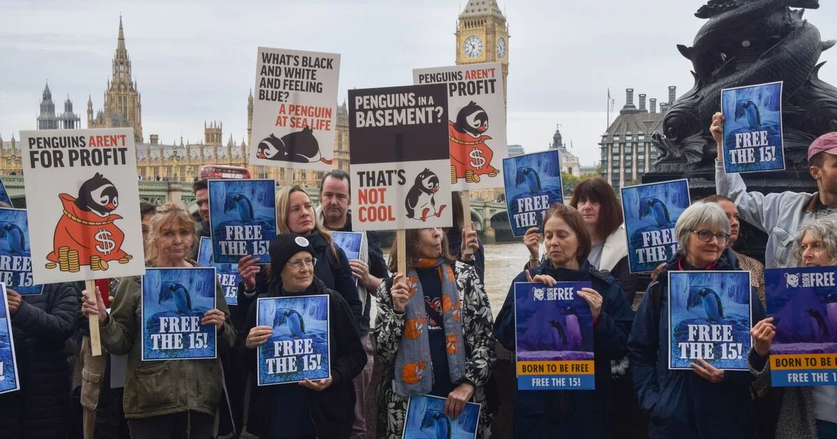 Protesters Demand Release of Gentoo Penguins from London Aquarium
