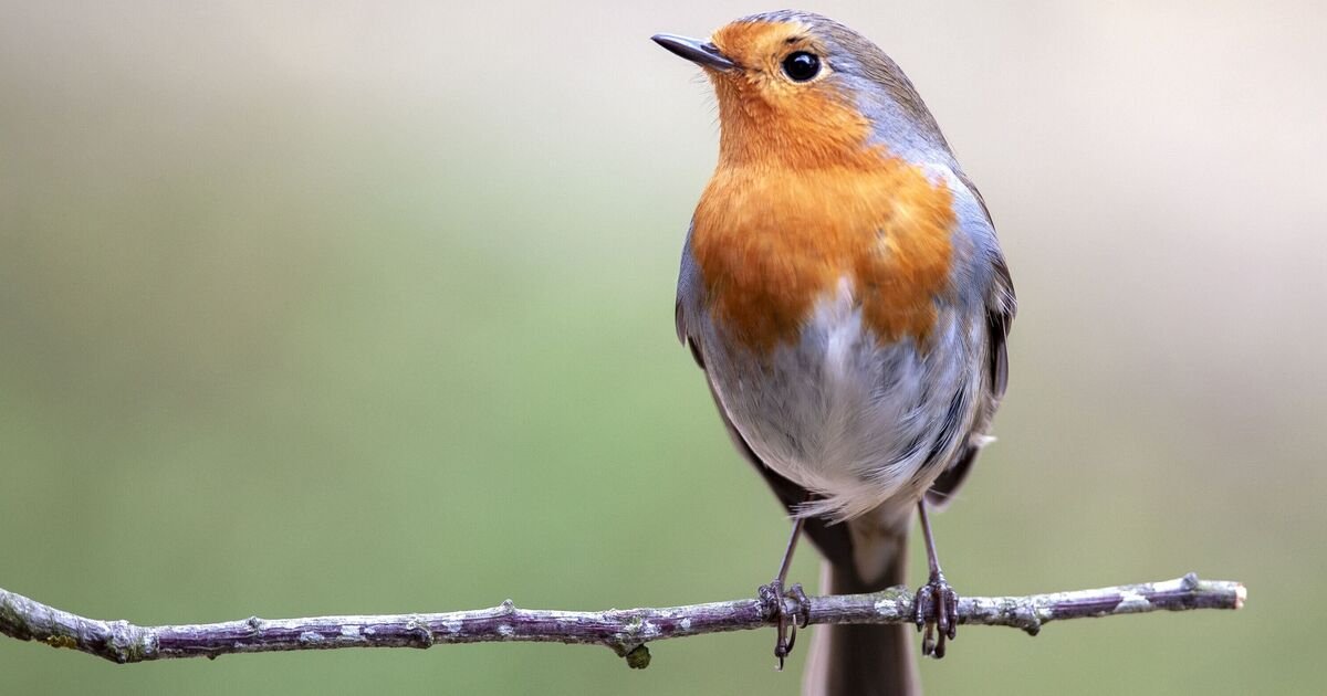 Hang 22p Feeder to Attract Winter Robins to Your Garden