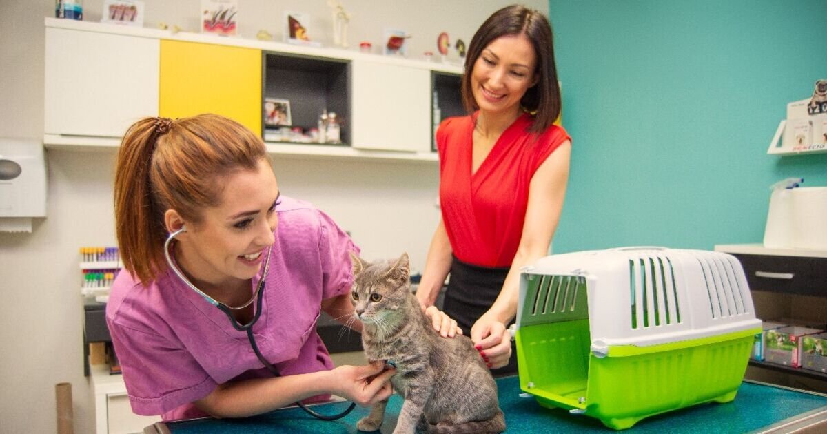 Government Initiative Launched to Alleviate Rising Veterinary Costs for Pet Owners