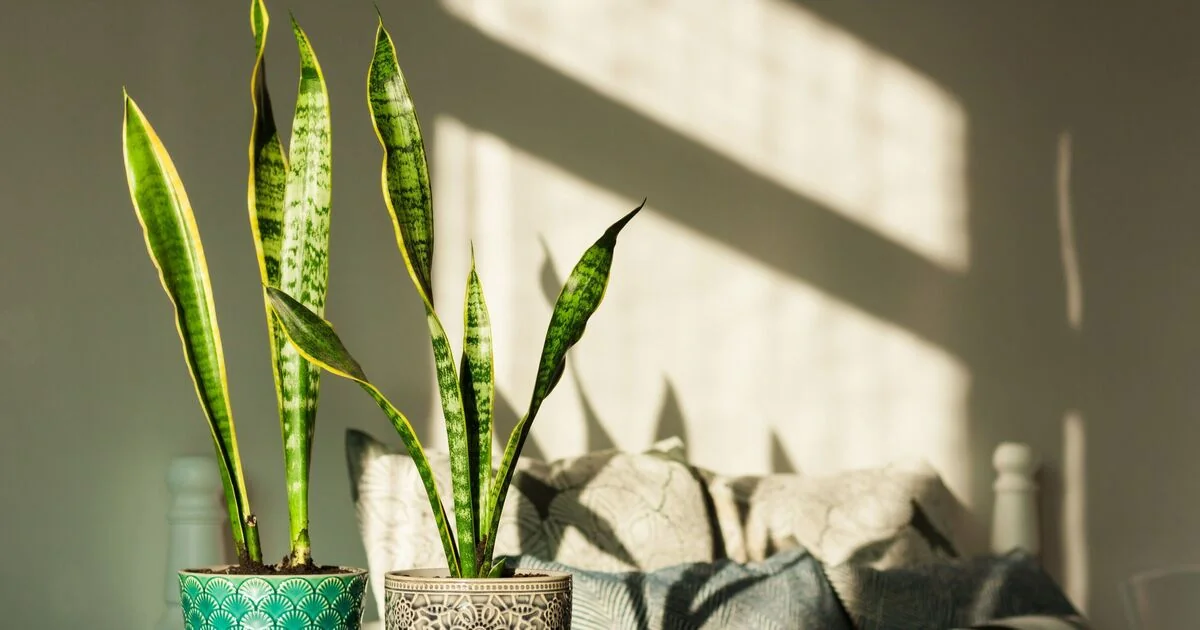 Three Houseplants to Improve Sleep Quality and Create a Calming Environment
