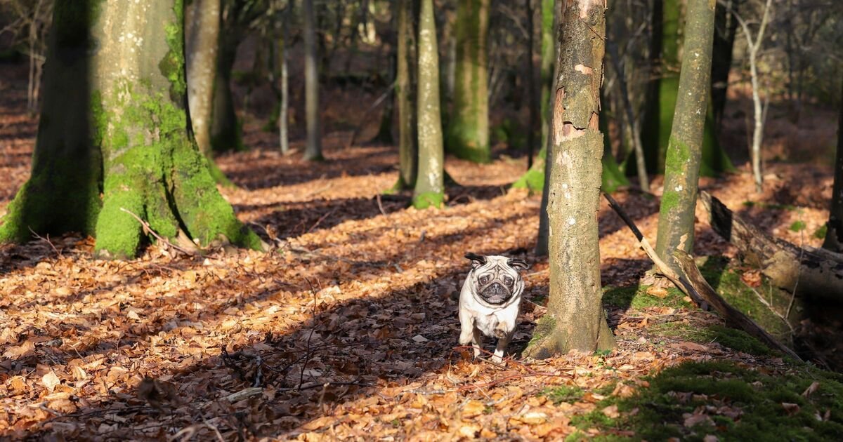 Petworth: A Historic Town with Stunning 700-Acre Park and Art Collection