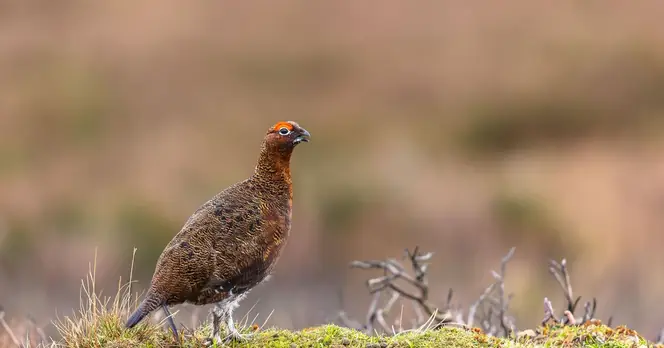 Top UK Locations for Rare Wildlife Sightings Revealed