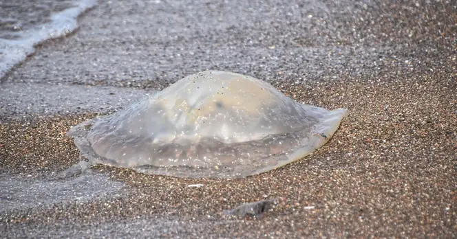 Giant Jellyfish Invasion Prompts Safety Warning for UK Beachgoers