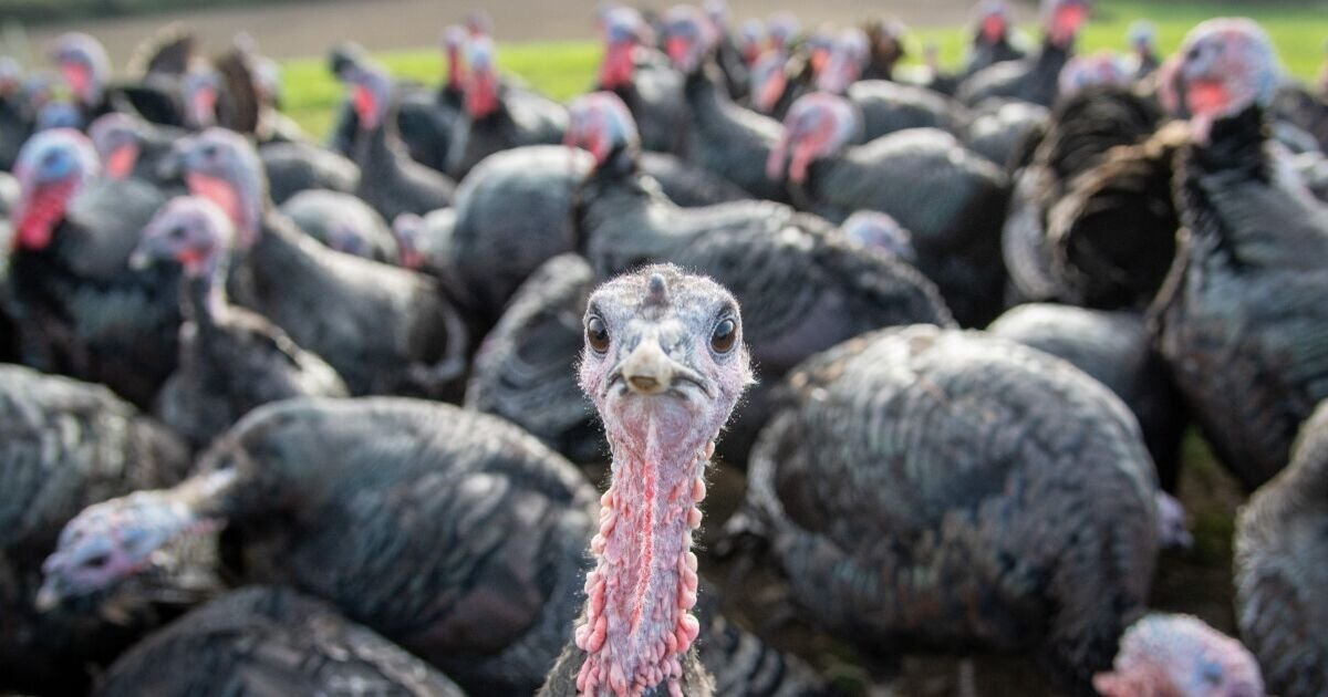 UK Farmers Outraged as Supermarkets Import EU Turkeys for Christmas