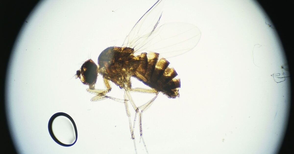 UK Research Highlights Potential Role of Fruit Compounds in Alzheimer's Treatment