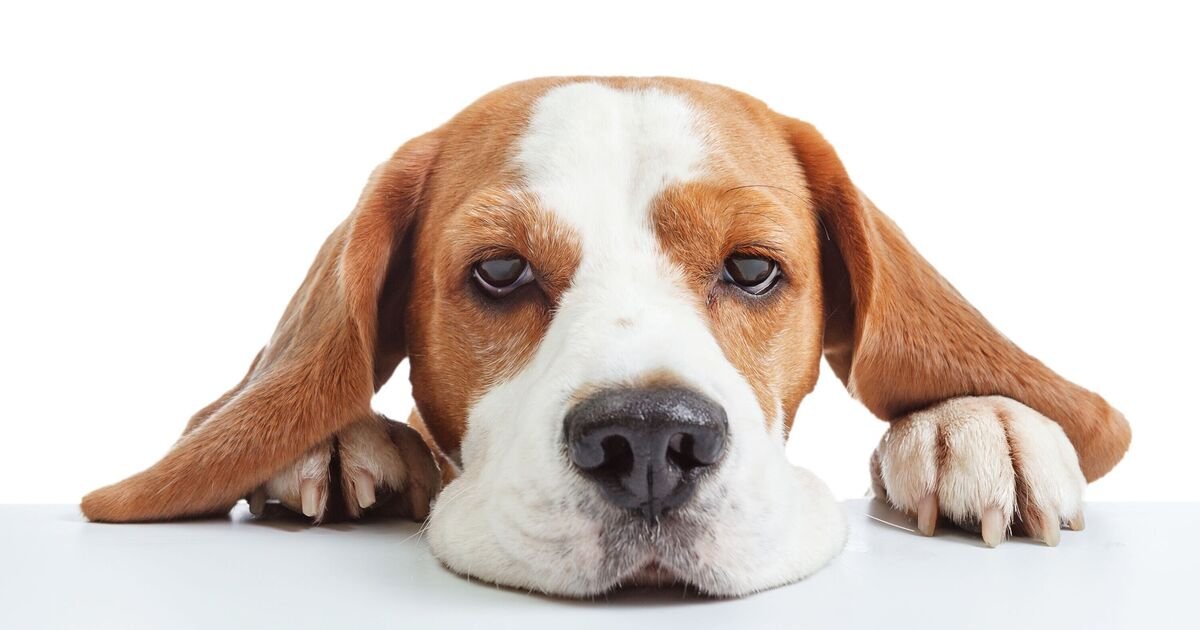 Health Warning for Pet Owners: Dangerous Germs Found in Pet Food Products