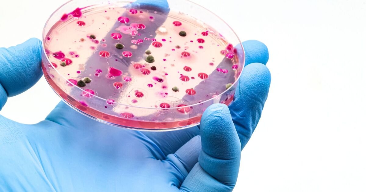 Global Health Alert: Rising Threat of Candida auris Fungus in Hospitals
