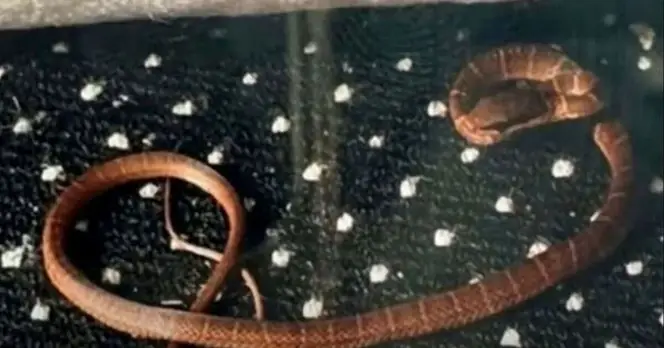 Snake Found in Luggage on Full TUI Flight Sparks Safety Concerns