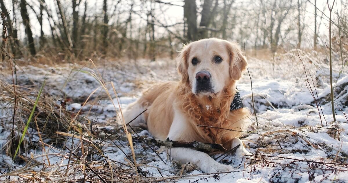 Veterinarian Issues Alert on Cold Weather Risks for Dogs