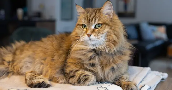 Woman Rescues Distressed Cat Seeking Help at Her Doorstep