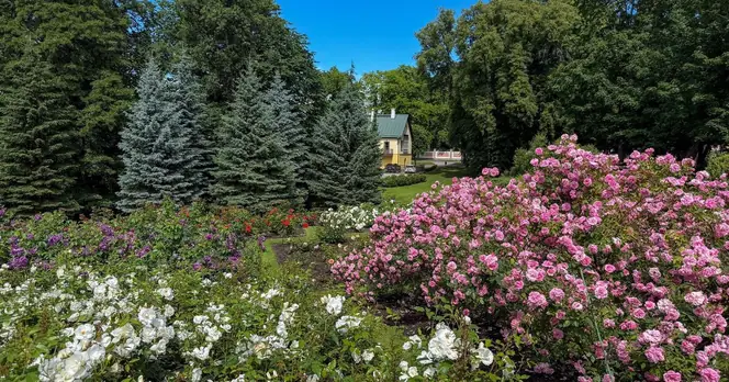 Many Gardeners Misunderstand Deadheading Techniques, Limiting Flower Growth