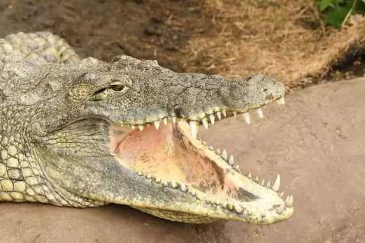 Zoo Owners Express Deep Regret After Three-Year-Old Boy Attacked by Crocodile